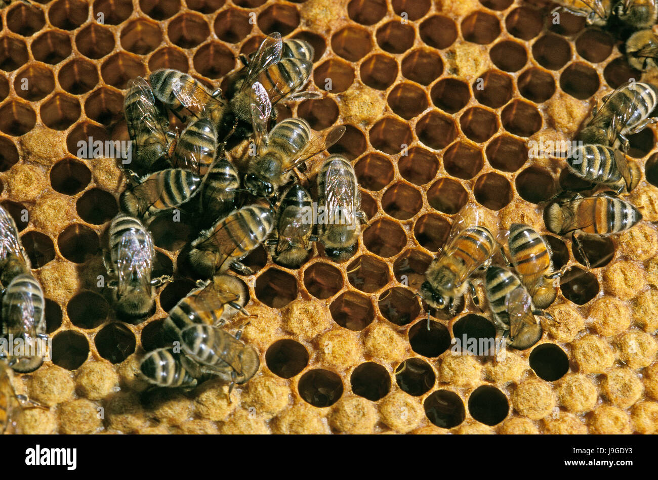 Abeille, Apis mellifera, travailleur à la recherche après larves sur Brood Comb, Ruche en Normandie, Banque D'Images