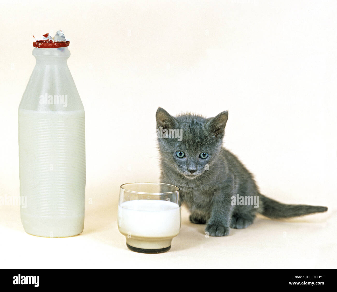 Chartreux chat domestique, chaton avec verre de lait, Banque D'Images