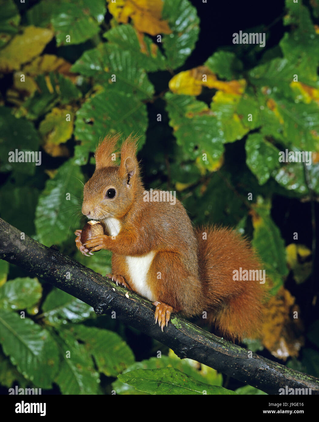 L'Écureuil roux, sciurus vulgaris, femme debout sur une branche, de manger, de châtaignier Banque D'Images