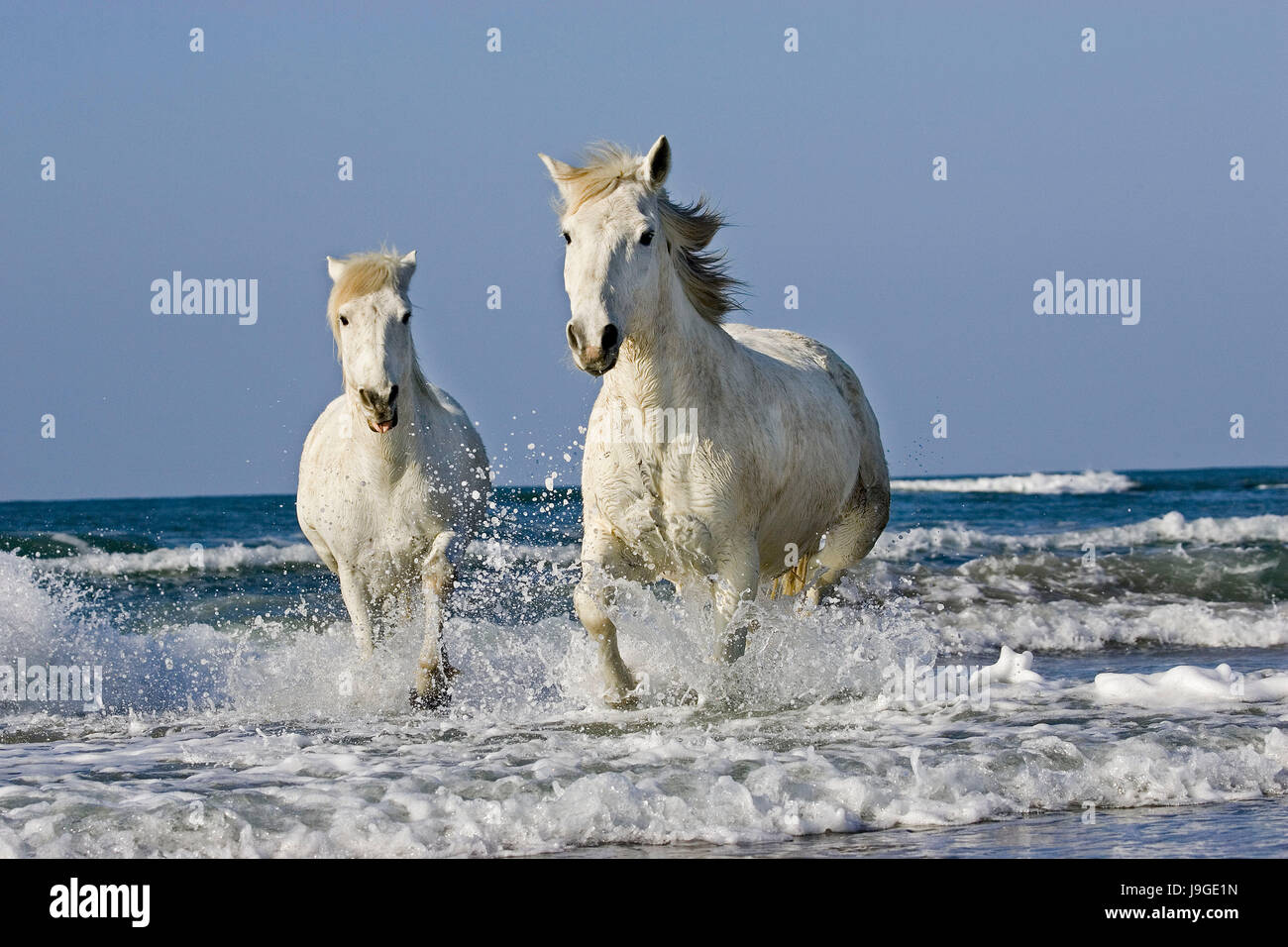 Cheval de Camargue, au galop sur la plage, Saintes Maries de la mer au sud-est de la France, Banque D'Images