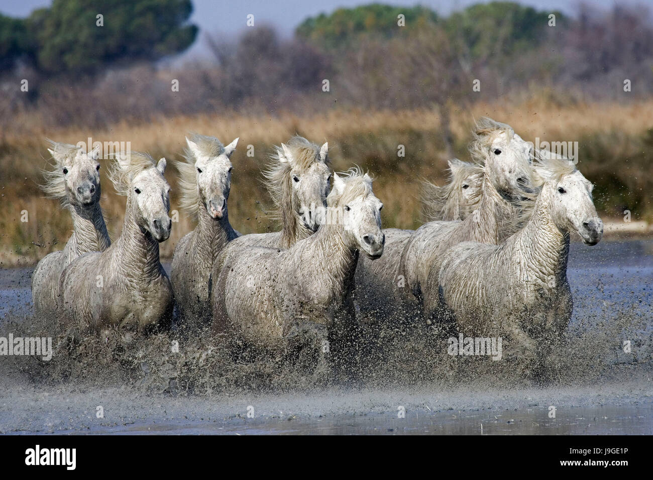 Cheval de Camargue, troupeau debout dans un marais, Saintes Maries de la mer au sud-est de la France, Banque D'Images