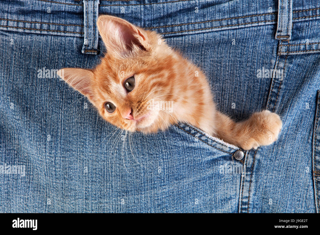 Red Tabby chat domestique, Kitten playing en jeans, poche Banque D'Images