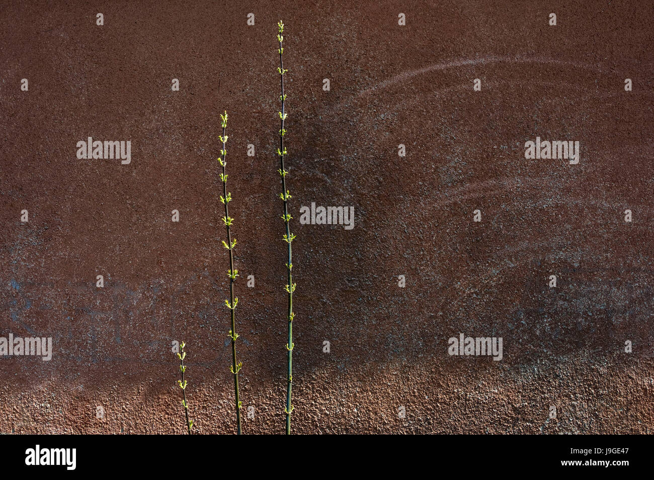 Symbole / Concepts, Spring Branch sur le mur, l'arrière-plan Banque D'Images