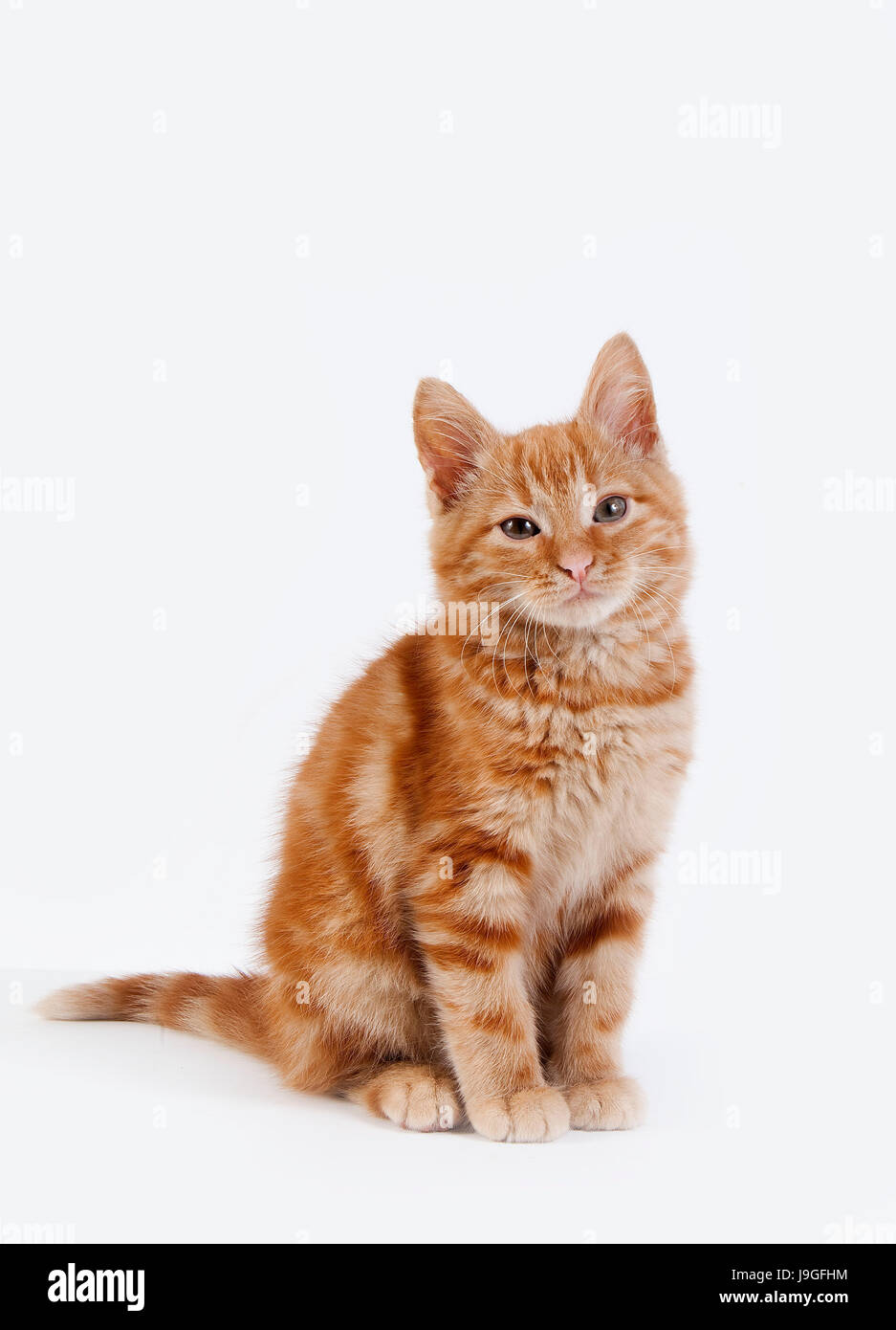 Red Tabby chat domestique, chaton contre fond blanc Banque D'Images