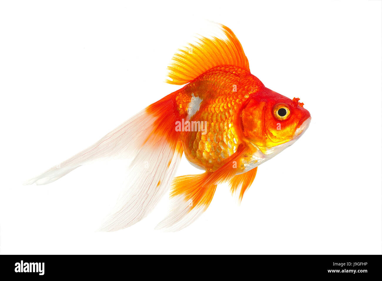 Ryukin Goldfish, Carassius auratus, Adulte contre fond blanc Banque D'Images