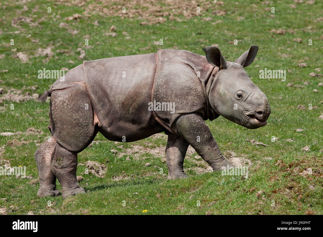 Rhinocéros indien, Rhinoceros unicornis, Veau mâle Banque D'Images