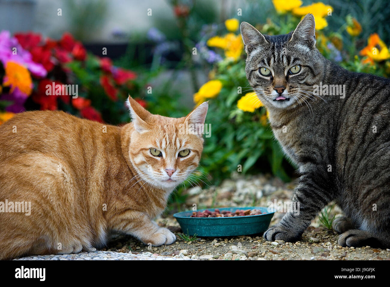 Red Tabby et Brown Tabby chat domestique Alimentation, Normandie Banque D'Images