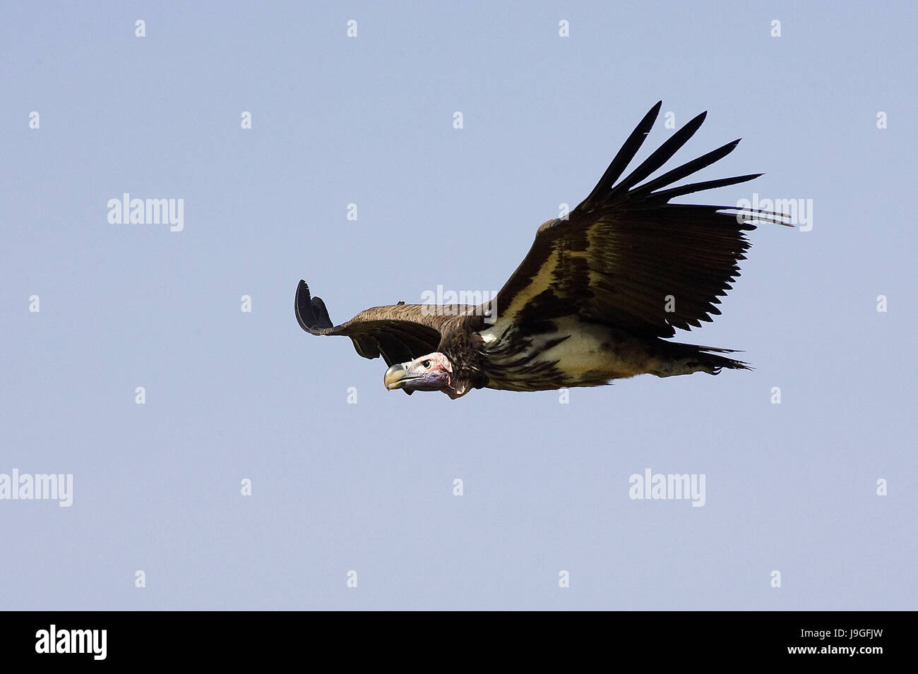 Agrion face Vulture, torgos micaceus, en vol, parc de Masai Mara au Kenya Banque D'Images