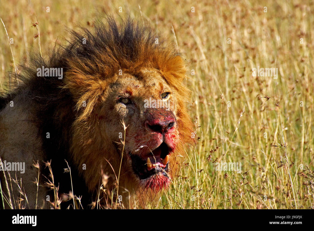 L'African Lion, Panthera leo, homme avec un Kill, parc de Masai Mara au Kenya Banque D'Images