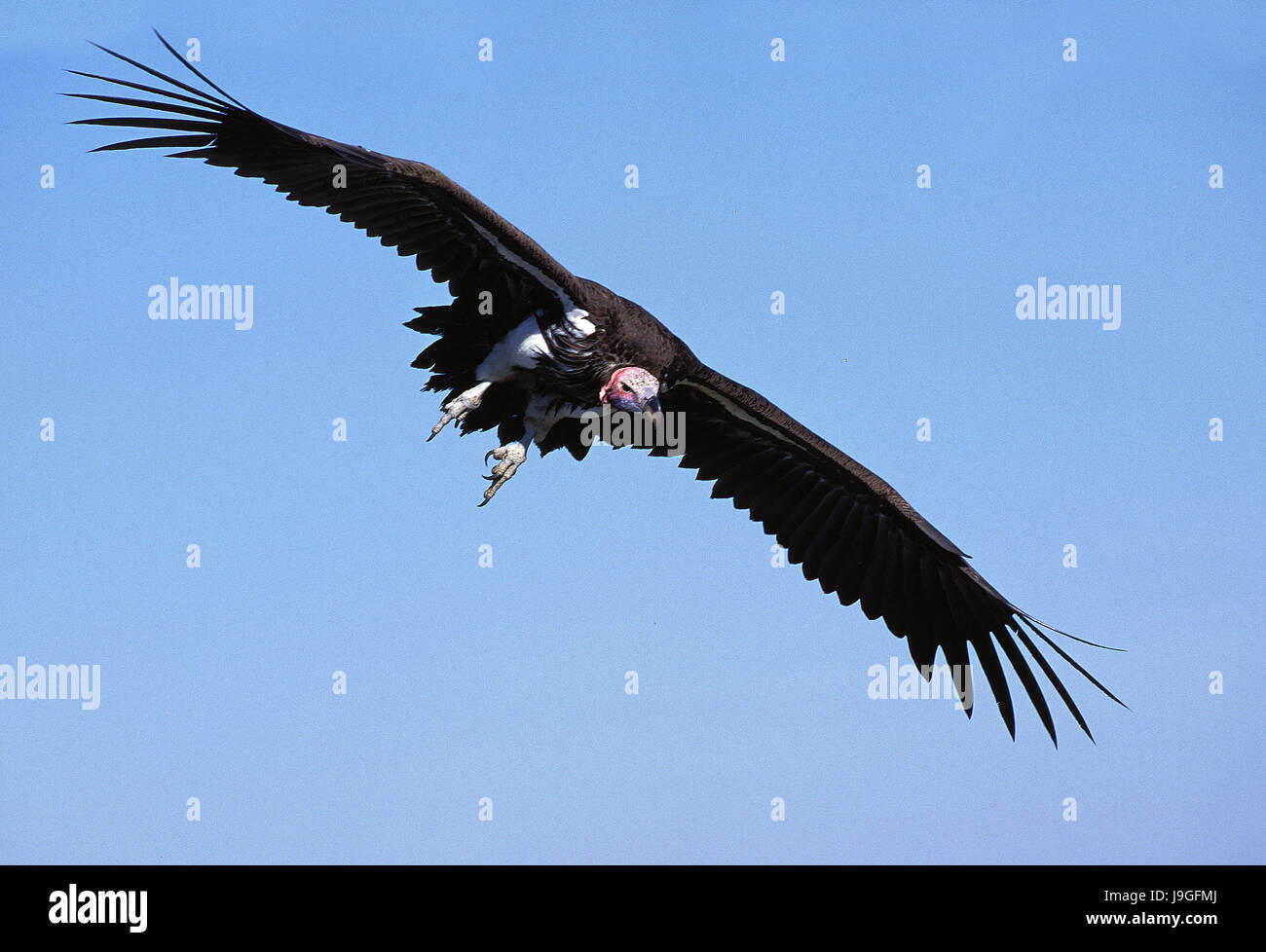 Agrion face Vulture, torgos micaceus, adulte en vol, parc de Masai Mara au Kenya Banque D'Images