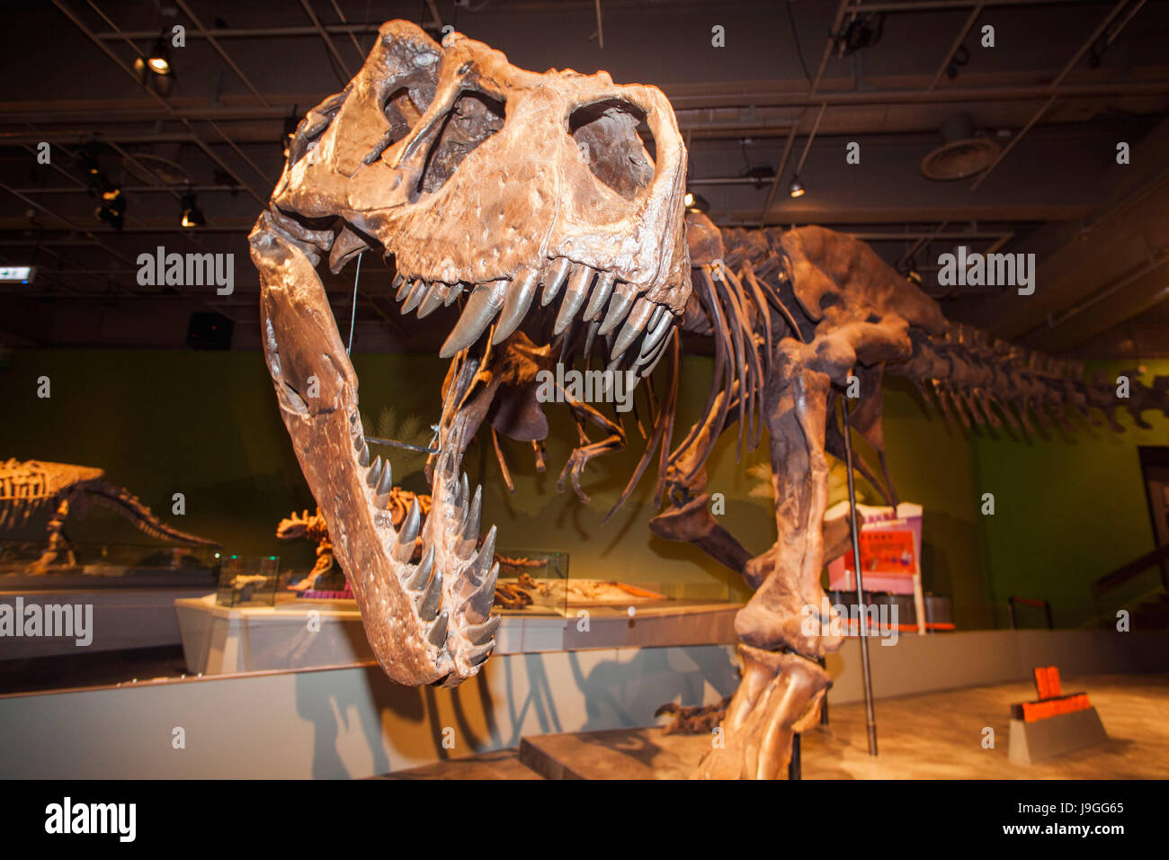 La Chine, Skelton de Tyrannosaurus Rex Banque D'Images