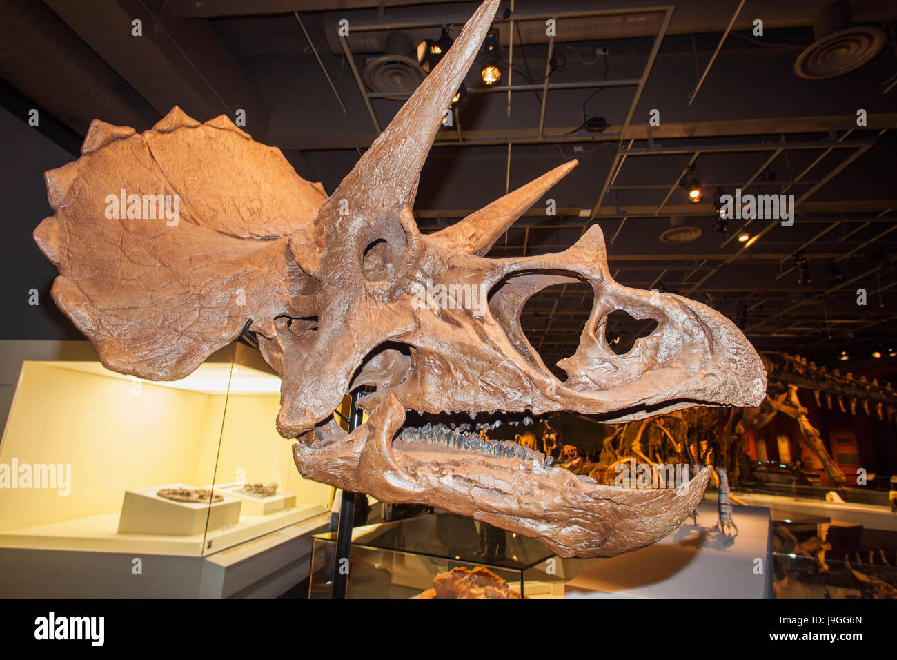 La Chine, Skelton de Triceratops Horridus Banque D'Images