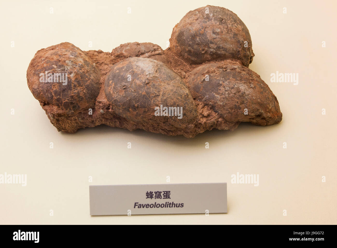 La Chine, oeufs de dinosaures fossilisés Banque D'Images