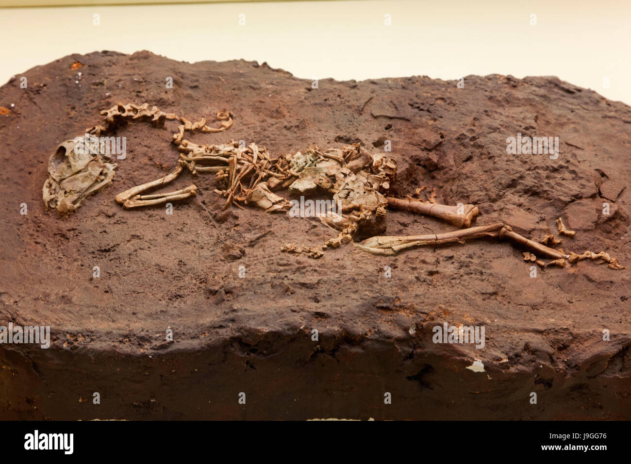 La Chine, Skelton de Mini Yulong Banque D'Images