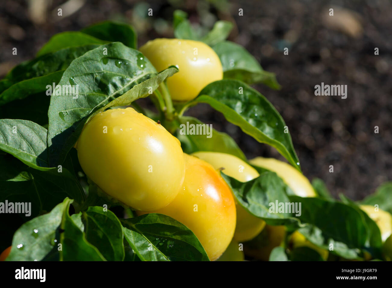De plus en plus Capsicum annuum, Alma paprikas dans le jardin de légumes sur l'usine avec l'accent peu profondes sur le capsicum. Banque D'Images