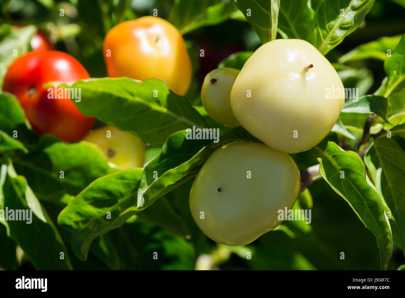 De plus en plus plusieurs Capsicum annum, Alma Paprikas à divers stades de croissance et de nuances de couleur du blanc au rouge. L'accent peu profondes sur les deux capsicu Banque D'Images