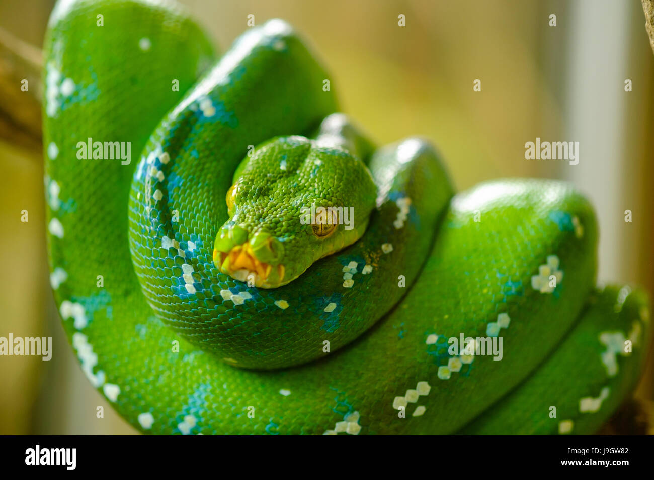 Green Tree python Banque D'Images