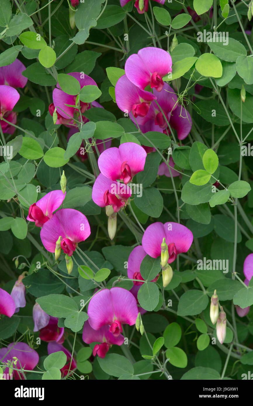 Lathyrus latifolius Pois éternelle. Pois vivaces à feuilles larges, peavine, Pois vivace, peavine vivaces Banque D'Images
