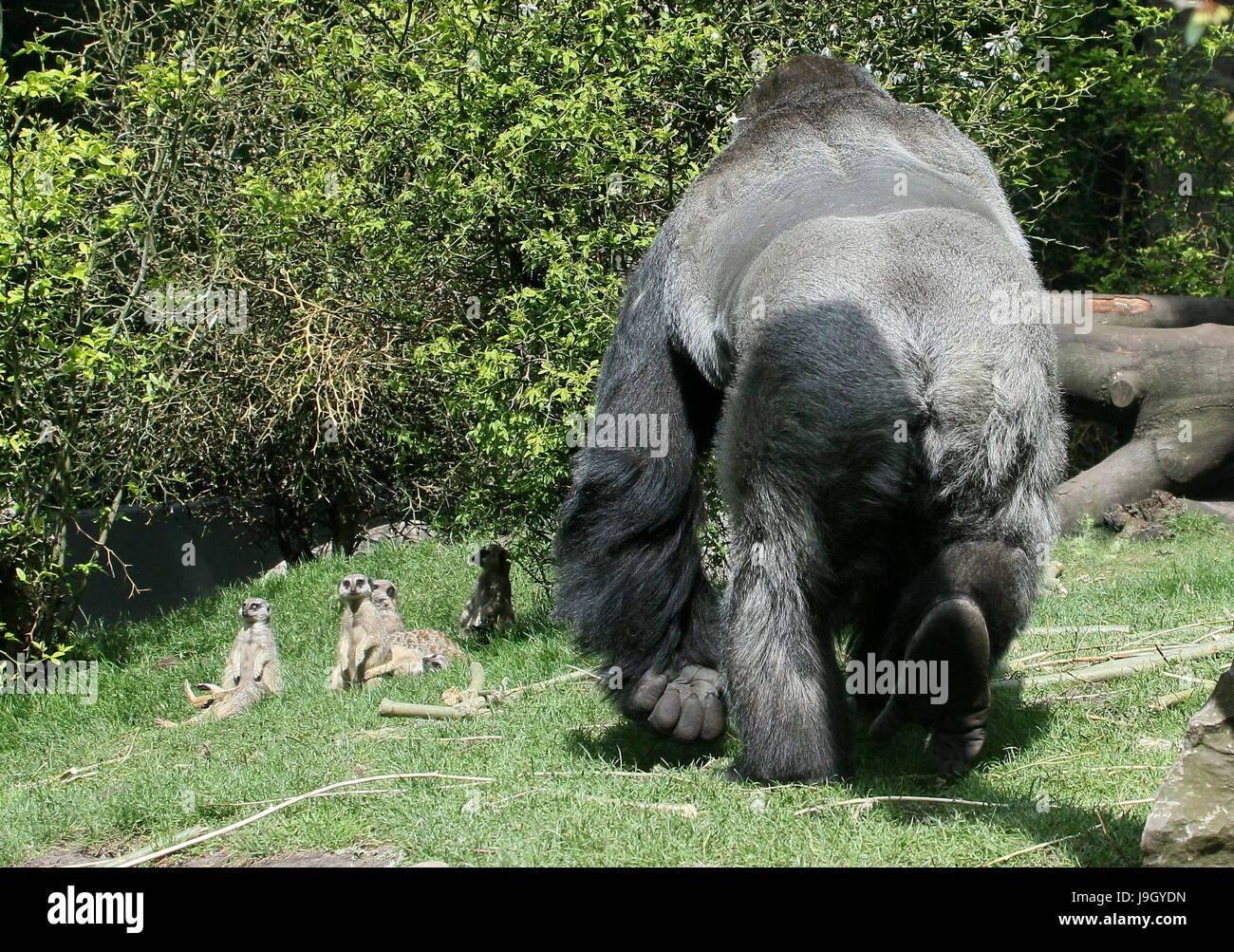 Alpha Male mature silverback Gorille de plaine de l'Ouest Banque D'Images