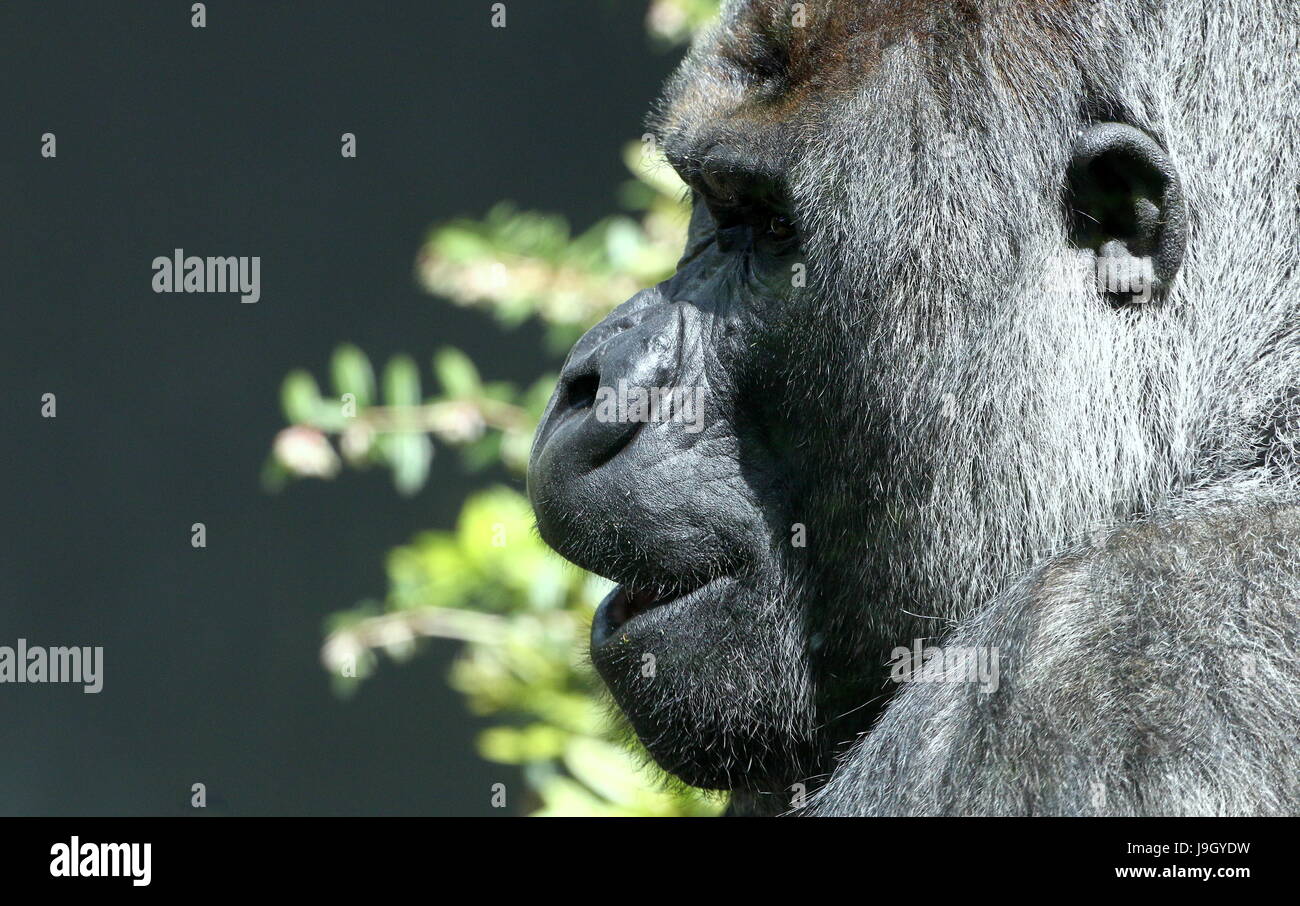 Profil de closeup portrait of a young silverback Gorille de plaine de l'Ouest Banque D'Images