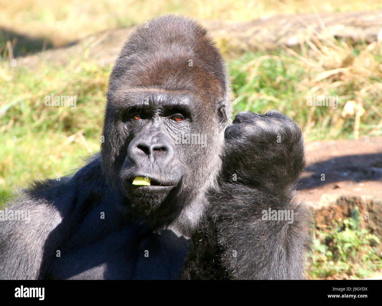 Alpha Male mature silverback Gorille de plaine de l'Ouest Banque D'Images