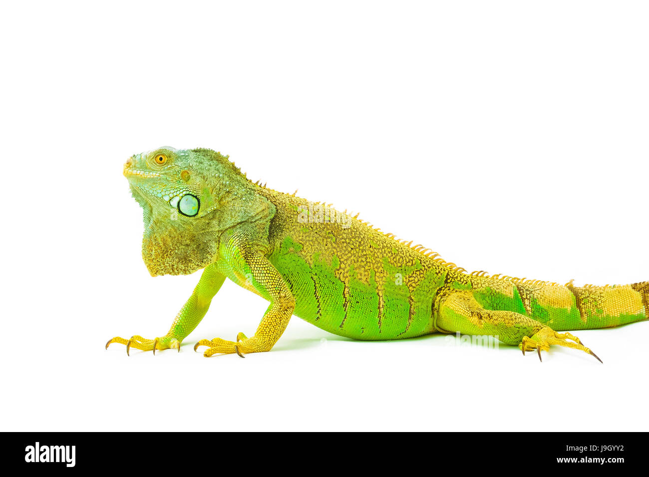 Un iguane vert lézard reptile .sit on white background Banque D'Images