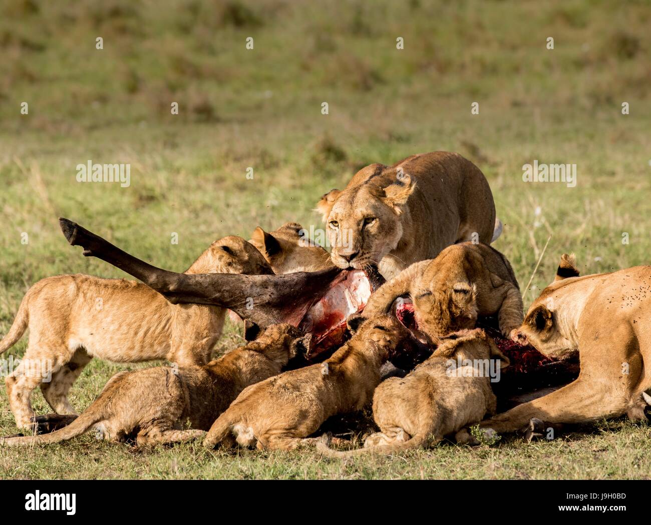 Belle faune Africaine Banque D'Images