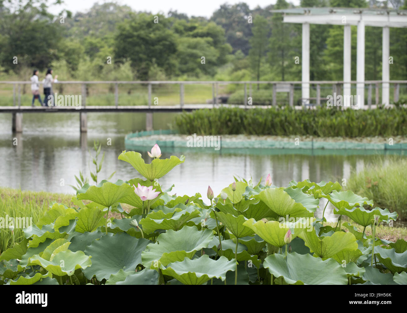 Hong Kong, Chine. 22 mai, 2017. Les visiteurs marchent au Hong Kong Wetland Park à Hong Kong, en Chine, le 22 mai 2017. 1 juillet 2017 marque le 20e anniversaire de la déclaration de Hong Kong à la patrie. Au cours des 20 dernières années, Hong Kong gardés sur la protection de son environnement écologique. Credit : Liu Yun/Xinhua/Alamy Live News Banque D'Images