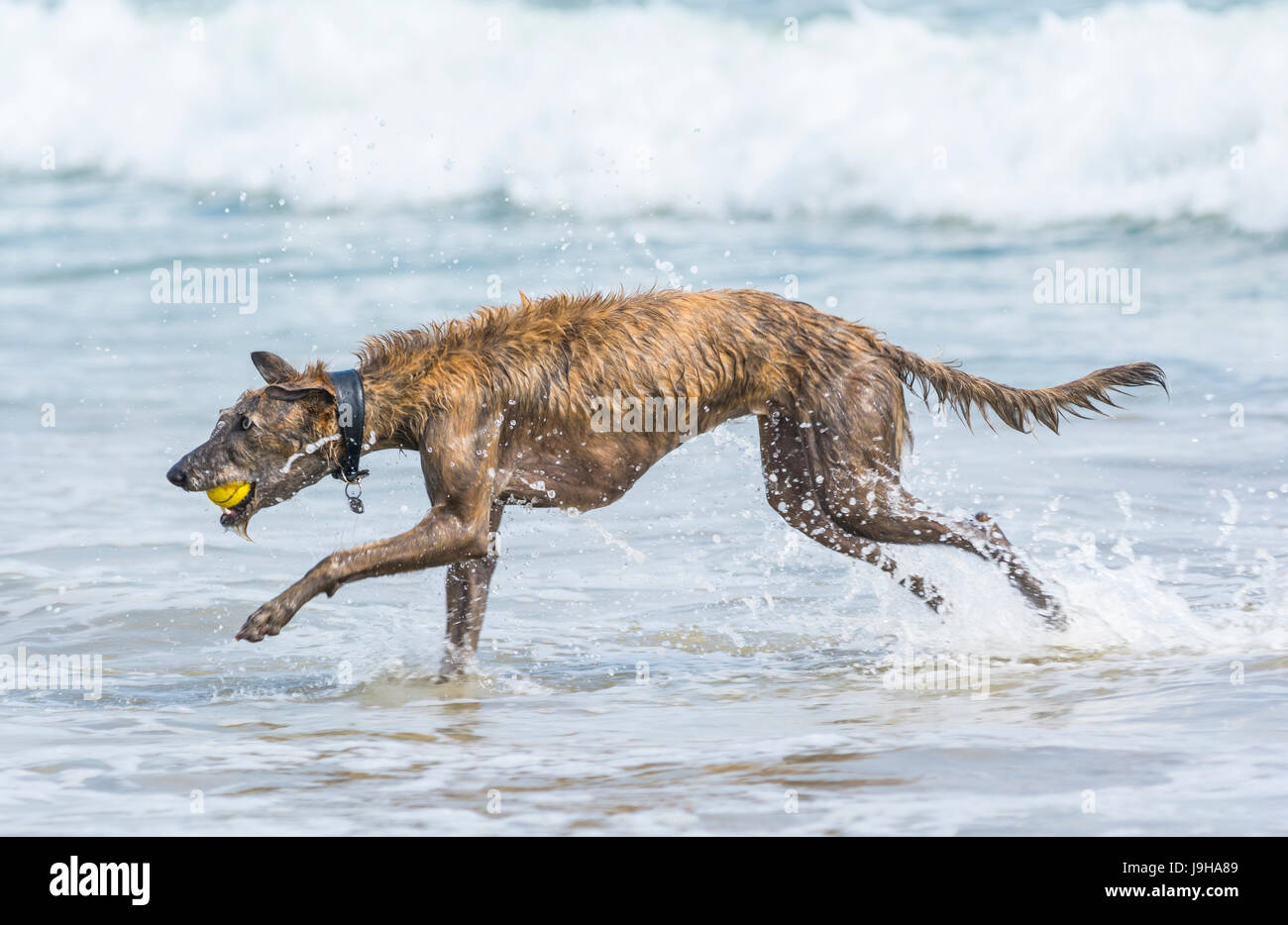 Scottish Deerhound Lurcher chien jouant dans la mer sur une chaude journée au Royaume-Uni. Banque D'Images