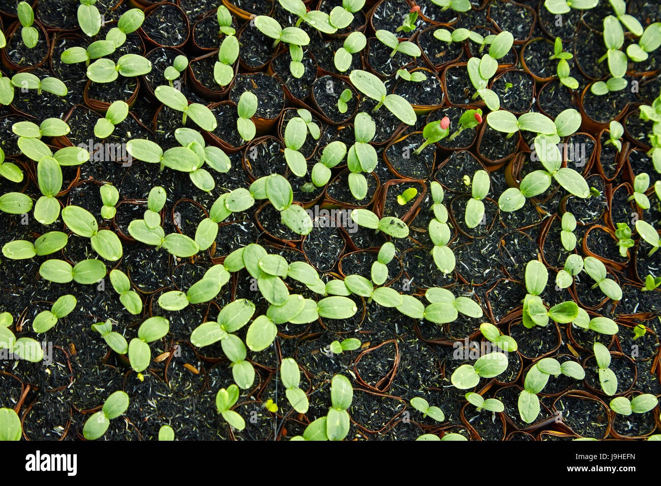 Semis en pépinière de plantes par Can Tho, près de Can Tho, Delta du Mékong, Vietnam Banque D'Images