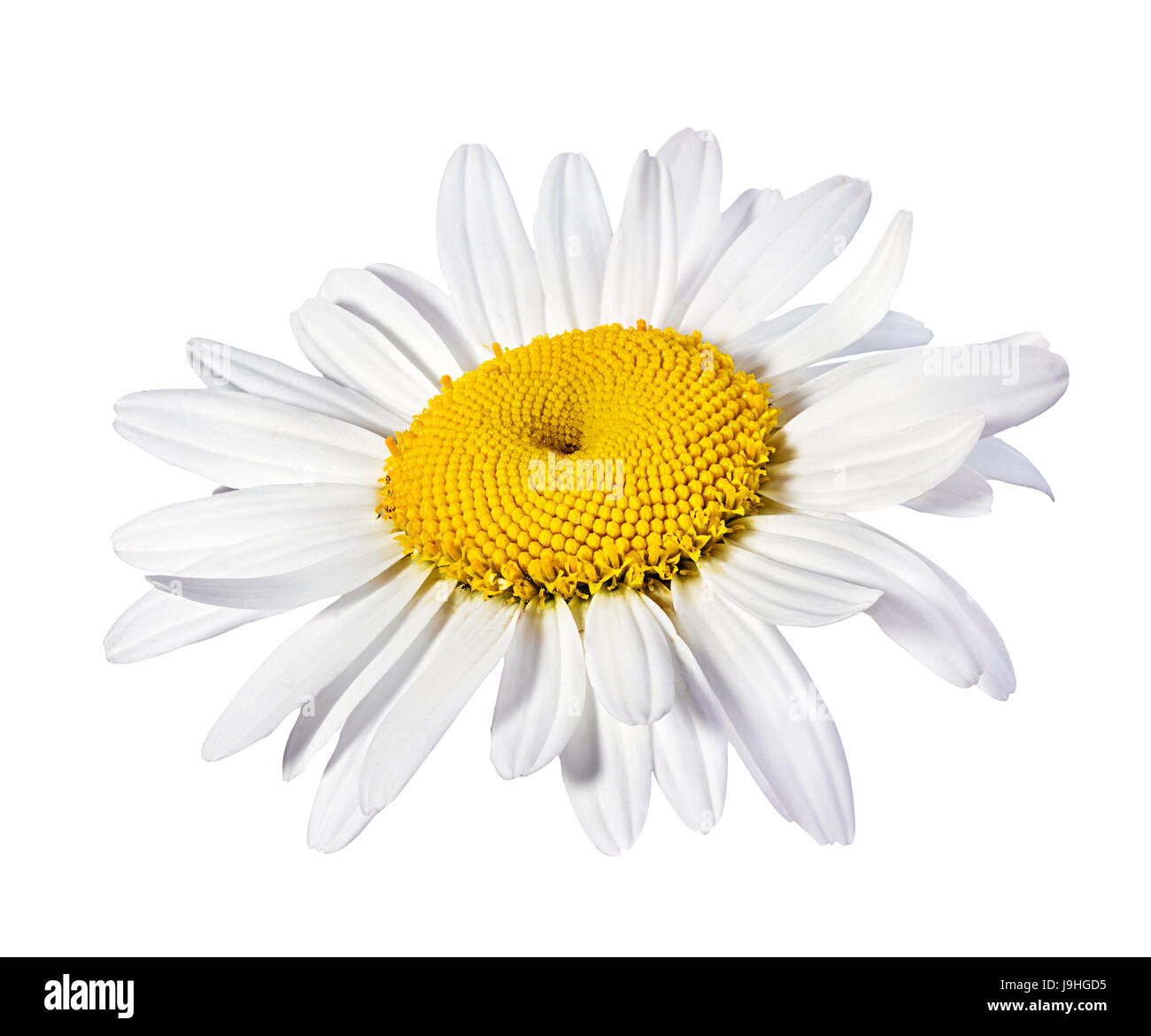 Camomille flower isolated with clipping path Banque D'Images Camomille flower isolated with clipping path Banque D'Images
