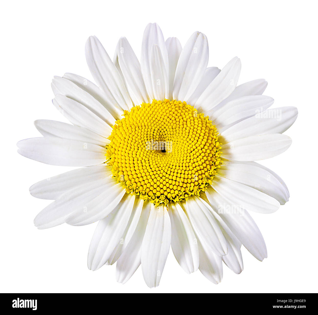 Camomille flower isolated with clipping path Banque D'Images Camomille flower isolated with clipping path Banque D'Images