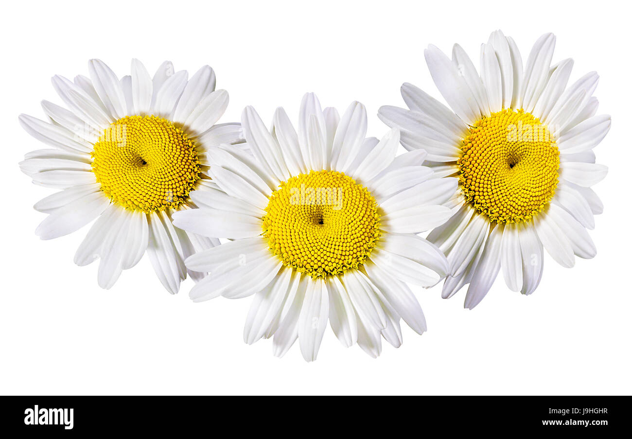 Camomille flower isolated with clipping path Banque D'Images Camomille flower isolated with clipping path Banque D'Images
