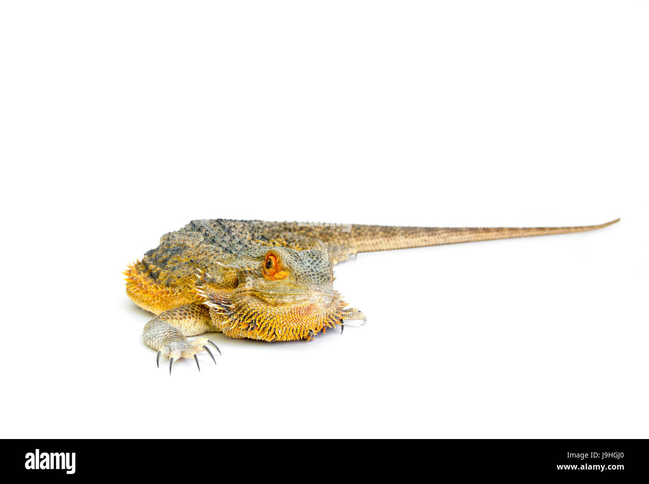 Le centre de dragon barbu (Pogona vitticeps) sur fond blanc Banque D'Images