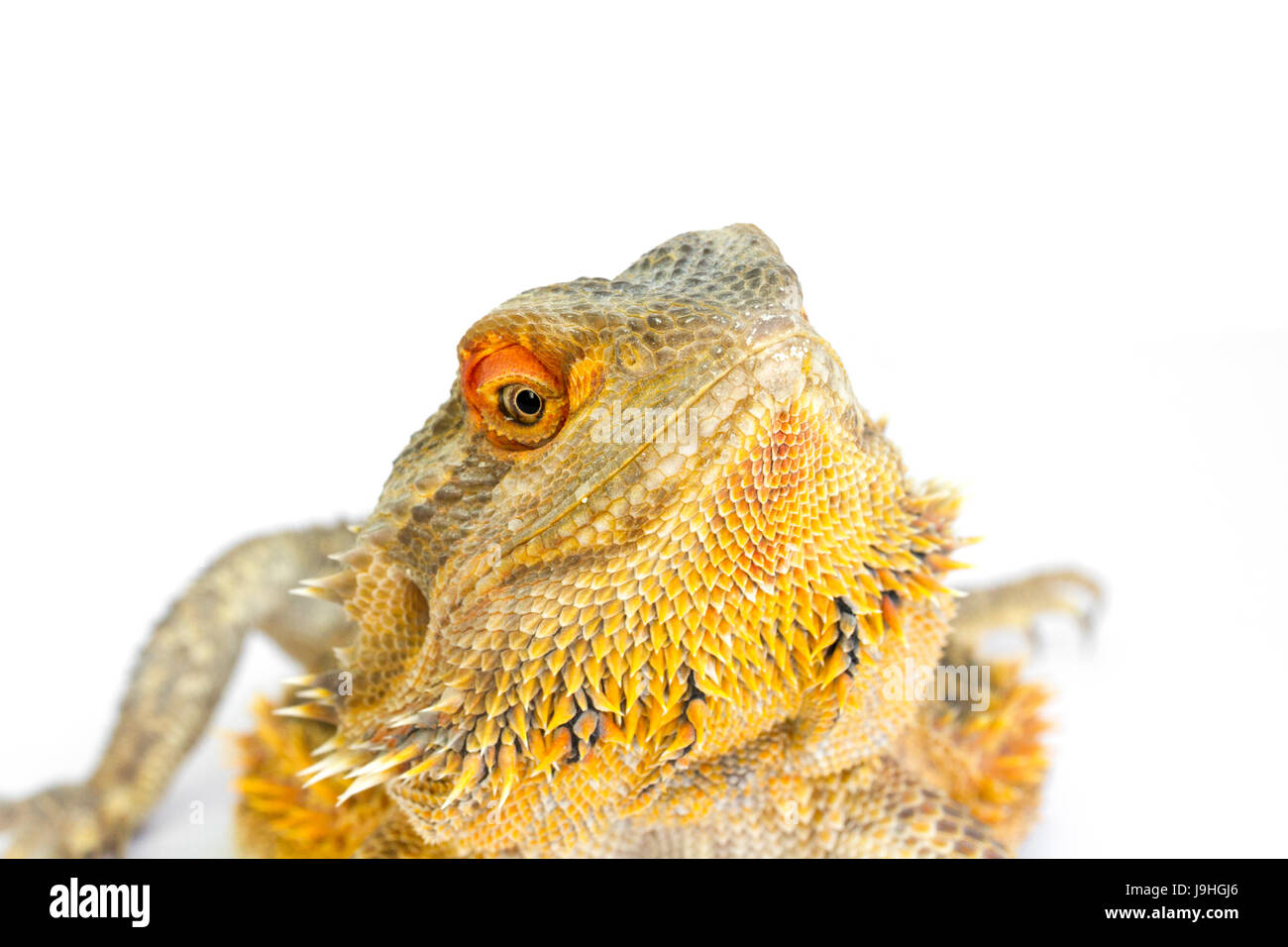 Le centre de dragon barbu (Pogona vitticeps) sur fond blanc Banque D'Images Le centre de dragon barbu (Pogona vitticeps) sur fond blanc Banque D'Images