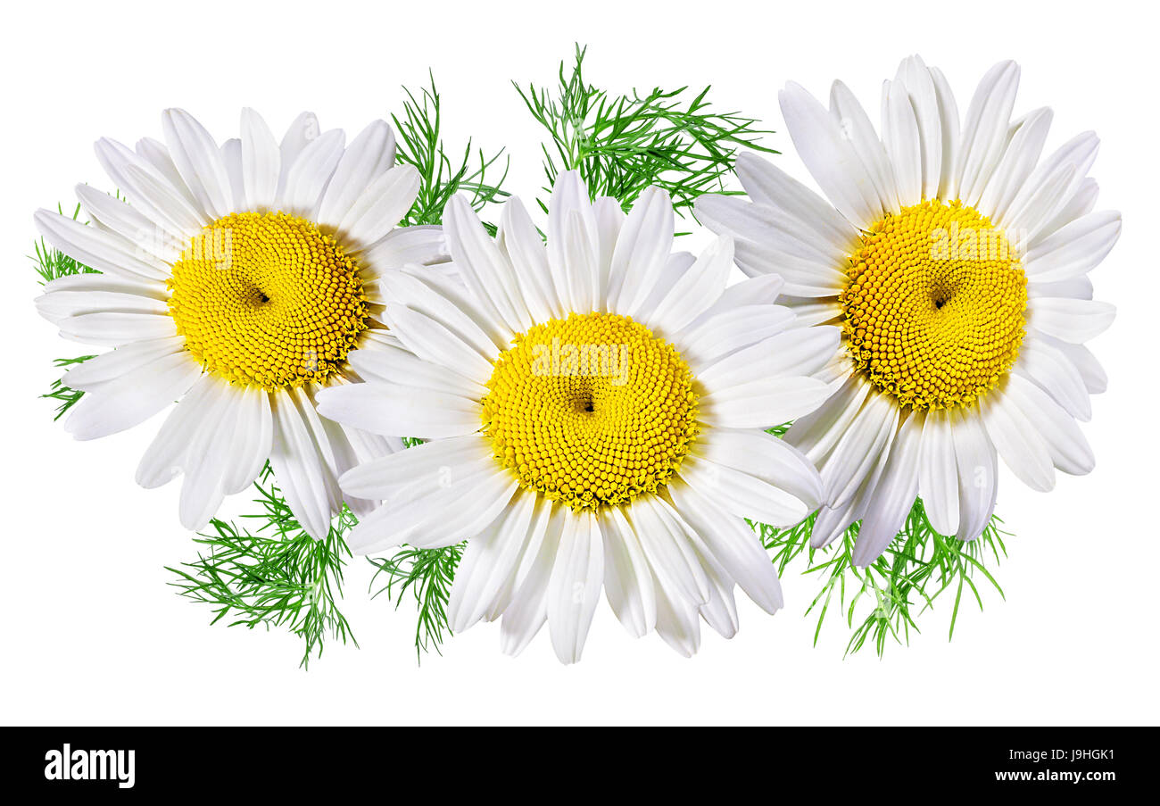 Camomille flower isolated with clipping path Banque D'Images Camomille flower isolated with clipping path Banque D'Images