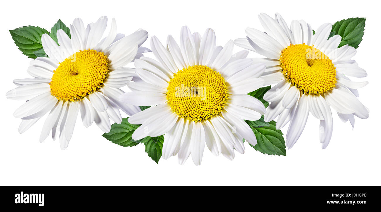 Camomille flower isolated with clipping path Banque D'Images Camomille flower isolated with clipping path Banque D'Images