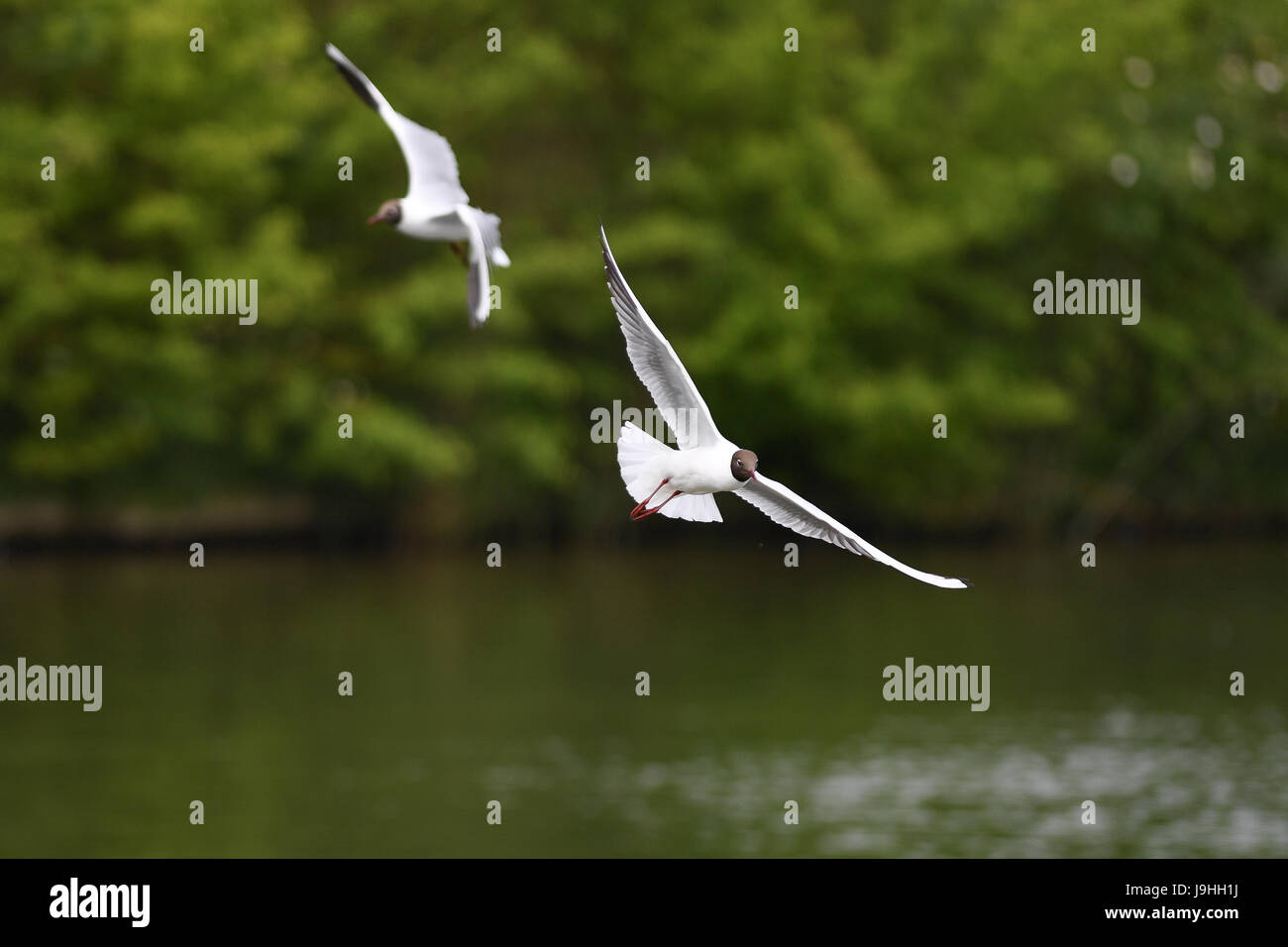 Mouette en vol au-dessus d'un lac au Royaume-Uni (Chroicocephalus ridibundus) Banque D'Images