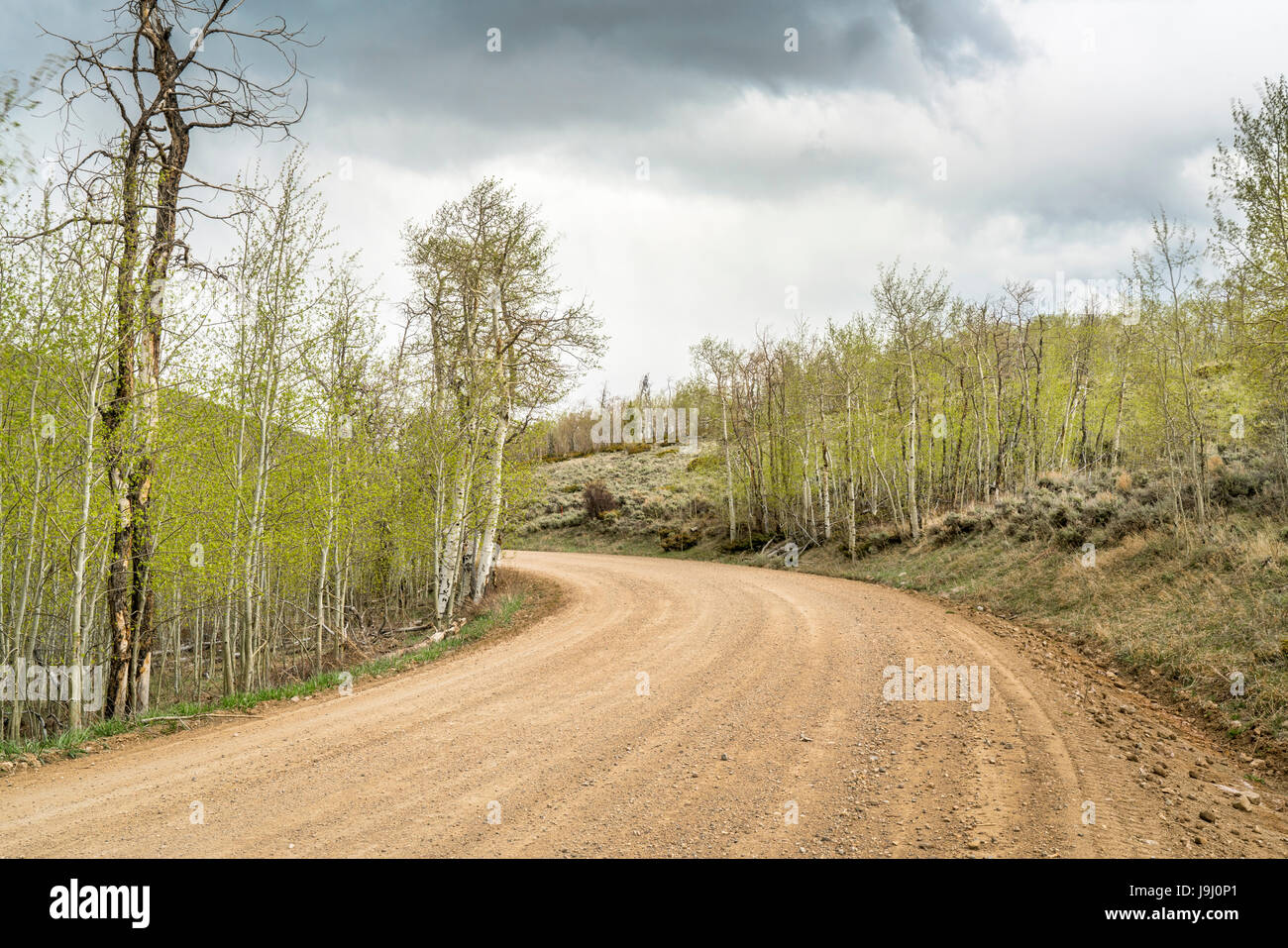Route à travers l'arrière-pays avec le feuillage frais aspen grove, North Park, Colorado, Paysage de printemps venteux Banque D'Images