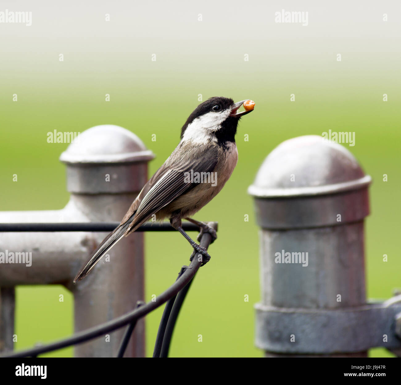 Une Mésange à voyages la ligne de clôture la nourriture à prendre à ses jeunes Banque D'Images