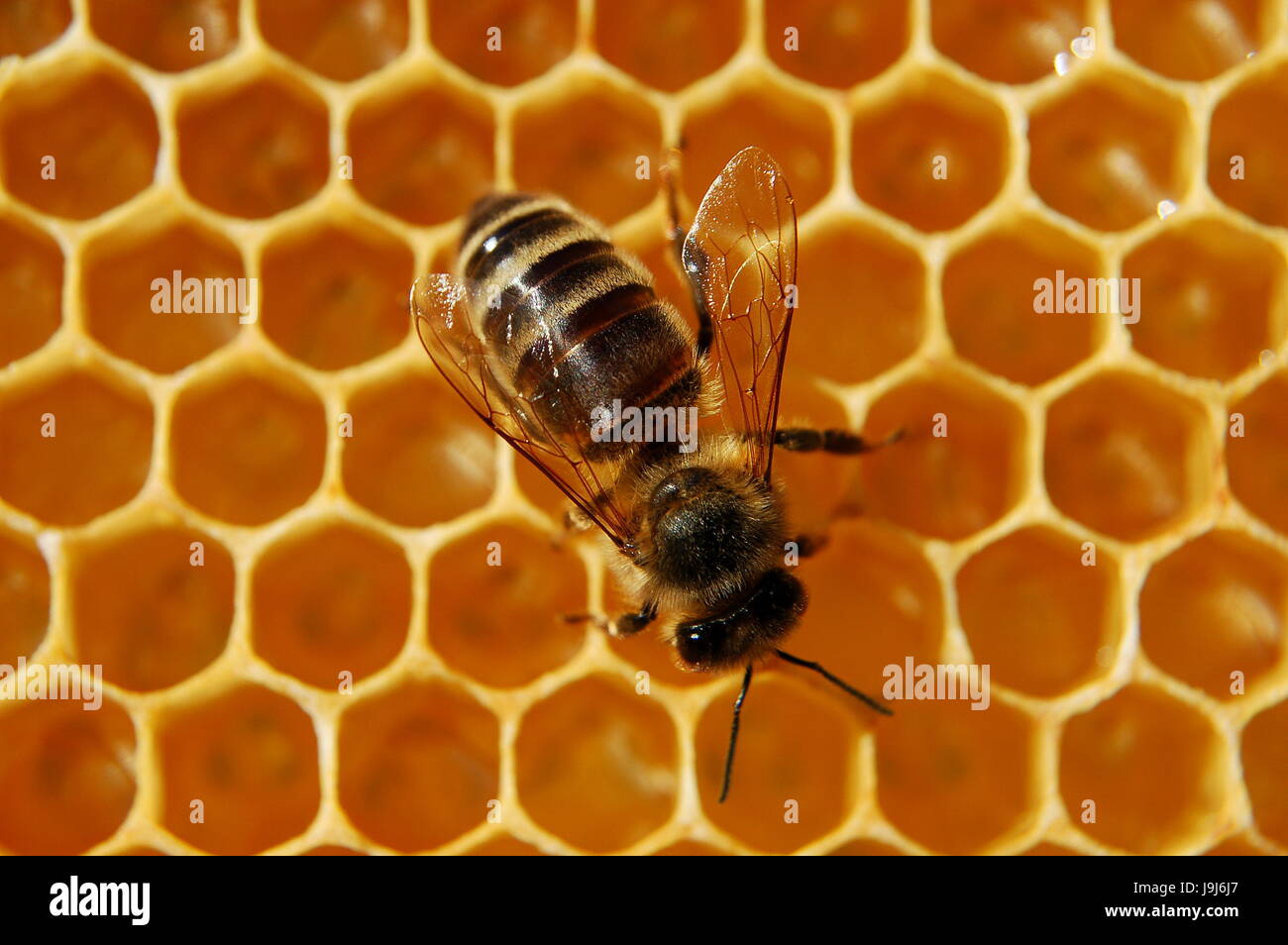 Insecte, cire, miel, abeille, jaune, texture, naturel, macro, close-up, macro Banque D'Images