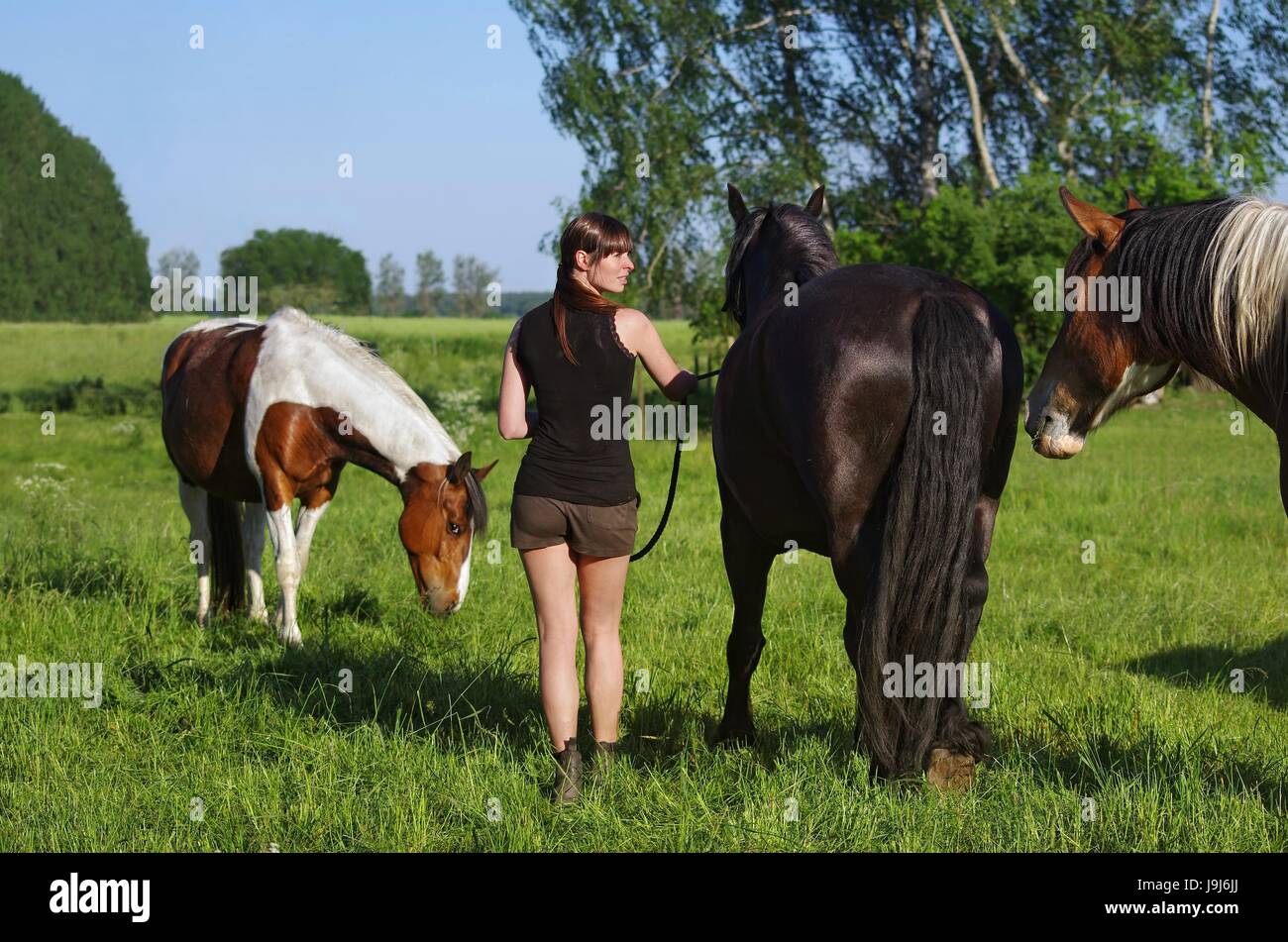 Chevaux frison dans la nature Banque D'Images