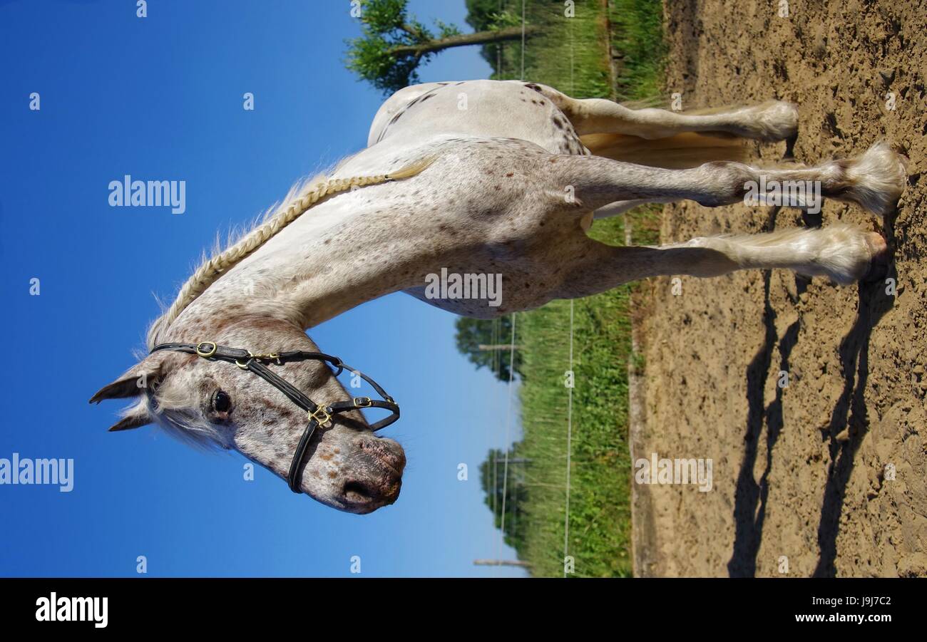 Chevaux frison dans la nature Banque D'Images