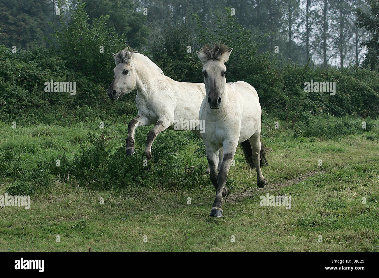 Norwegian Fjord Horse Banque D'Images