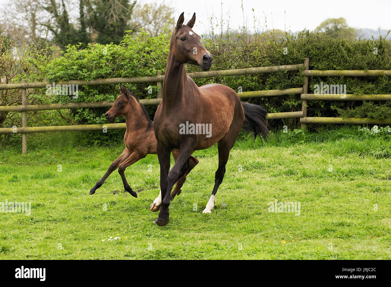 Akhal téké, le flexible du Turkménistan Banque D'Images