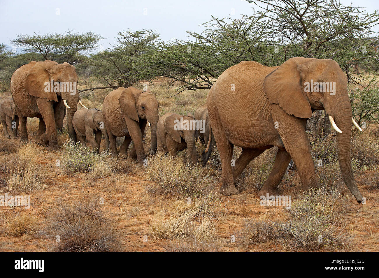 L'éléphant d'Afrique, Loxodonta africana, troupeau au parc de Masai Mara, Kenya, Afrique, Banque D'Images