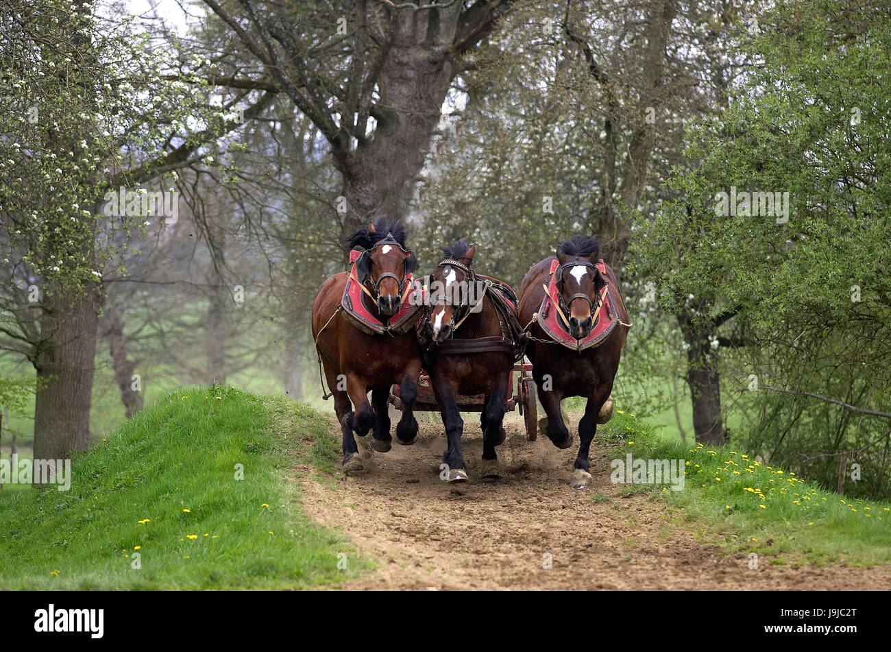 Harnaché Cob Normand Horse Banque D'Images