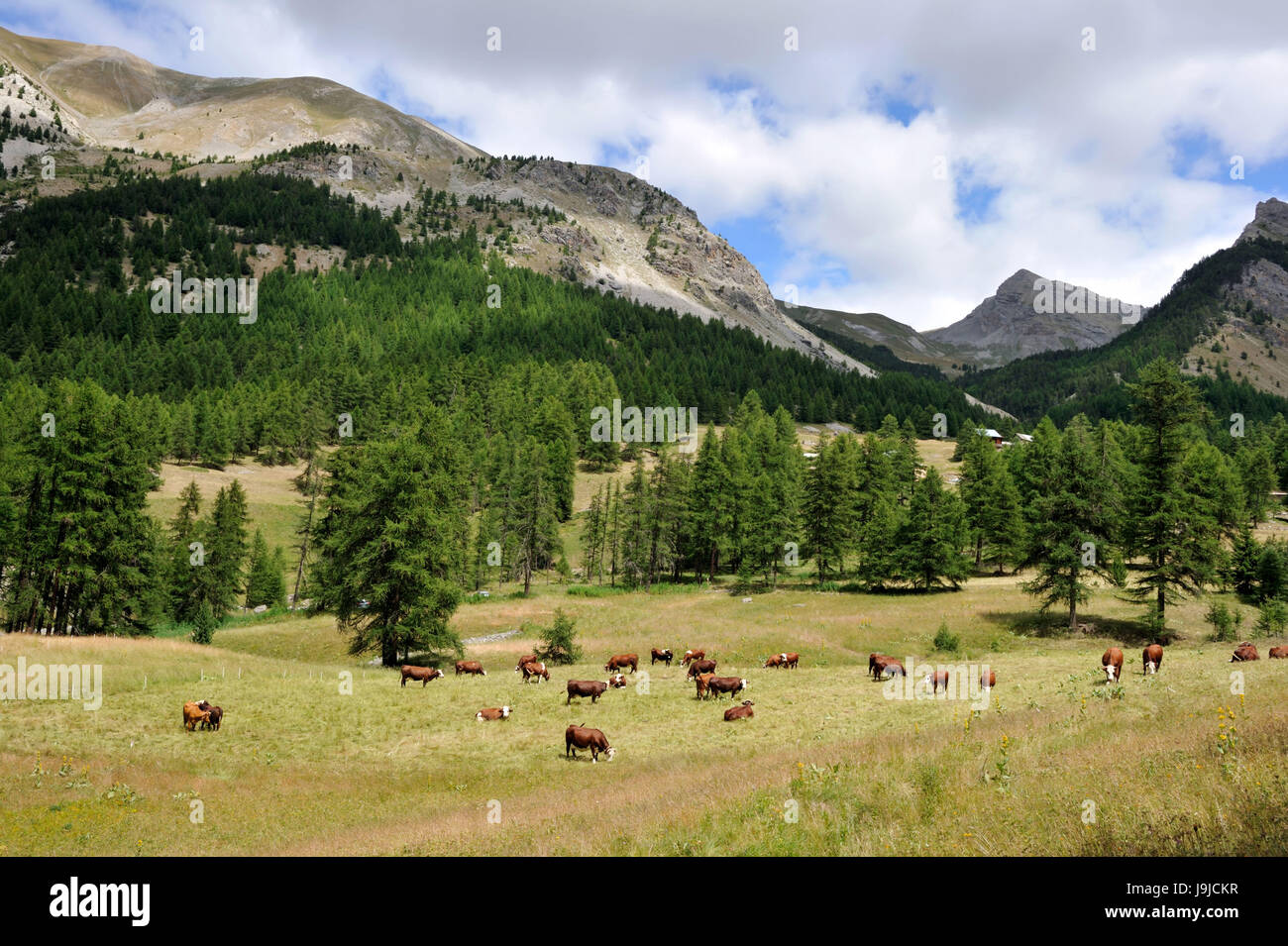 France, Savoie, Parc Naturel Régional du Queyras, près de Ceillac, vaches, pâturage, Banque D'Images