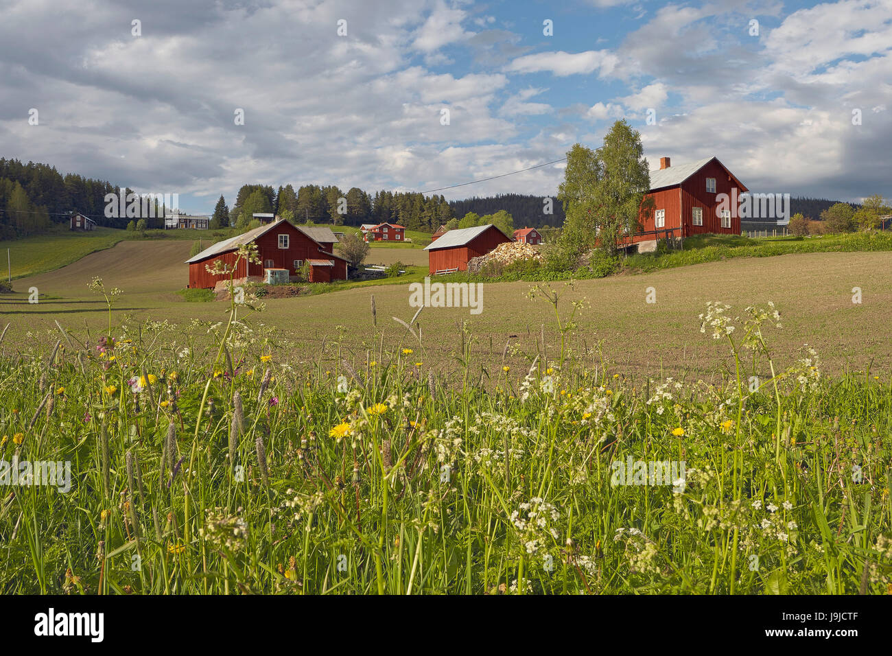 Paysage agricole à Änge, Berge, Offerdal, Jämtland, Suède Banque D'Images
