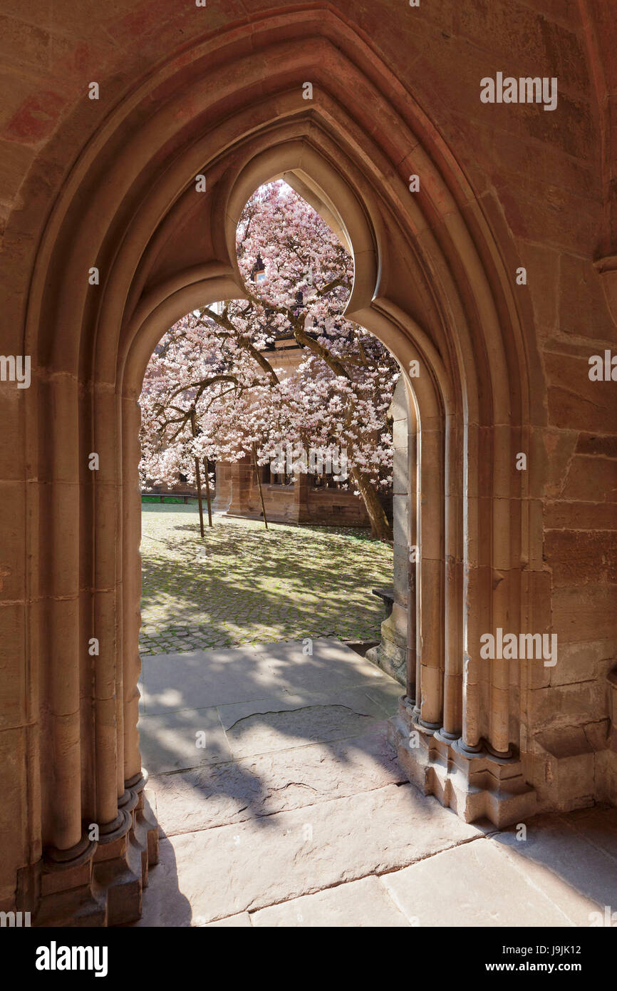 Vue du cloître sur le magnolia arbre dans la cour du cloître, Monastère de Maulbronn, ancienne abbaye cistercienne, du patrimoine culturel mondial de l'UNESCO, de la Forêt Noire, Bade-Wurtemberg, Allemagne Banque D'Images